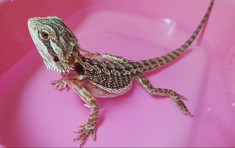 Baby bearded dragon care