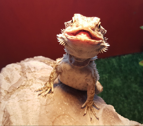 Baby bearded dragons