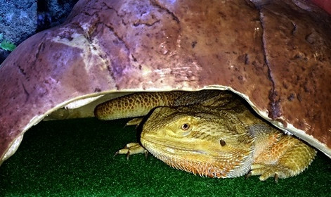 Bearded dragon behavior