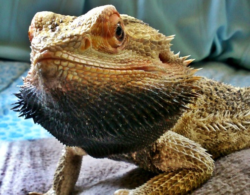 Bearded dragon behavior