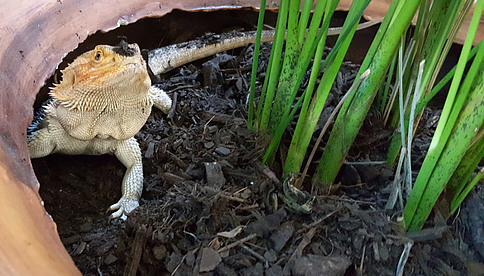 Bearded dragon behaviour