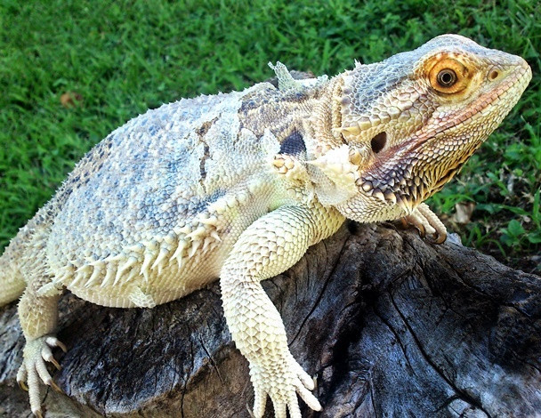 Bearded dragon body language