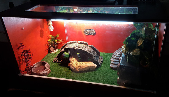 Bearded dragon cage setup