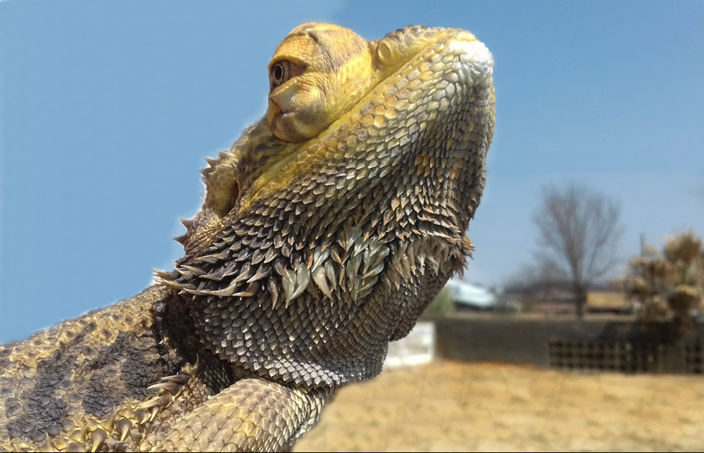 Bearded Dragon Care