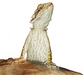 Bearded Dragon Care