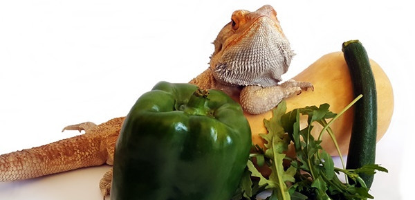 Bearded Dragon Care