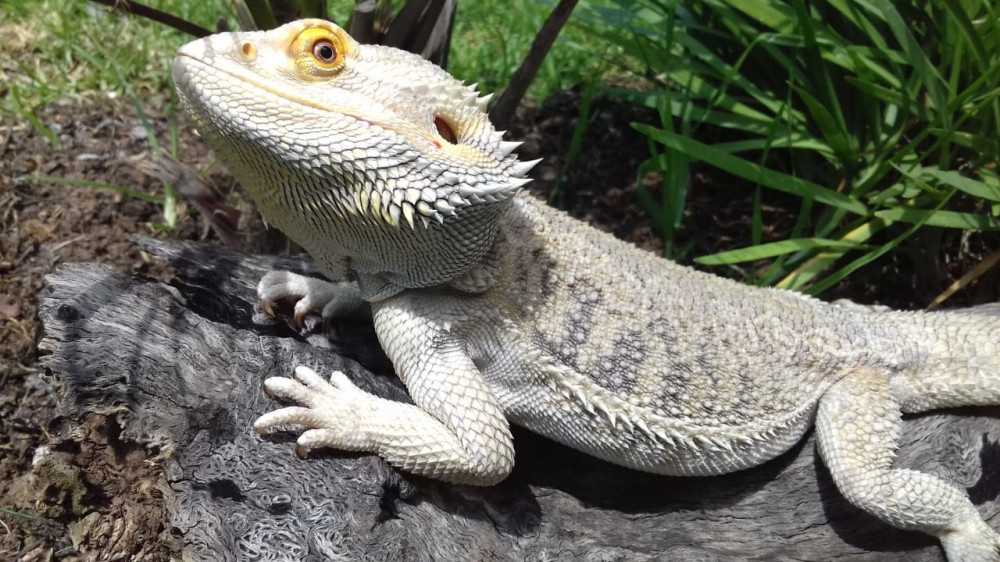 Bearded Dragon Care