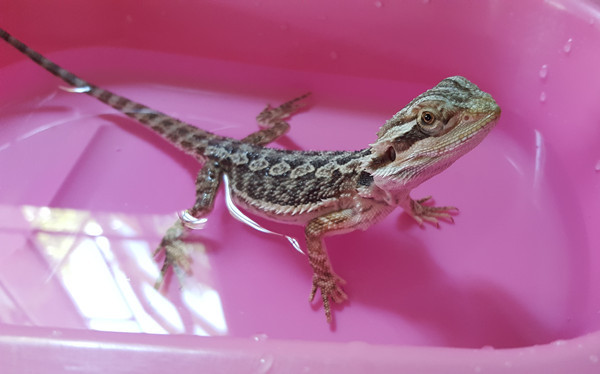 Bearded Dragon Care