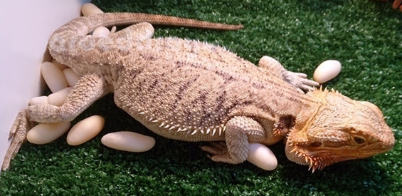 Bearded Dragon Care