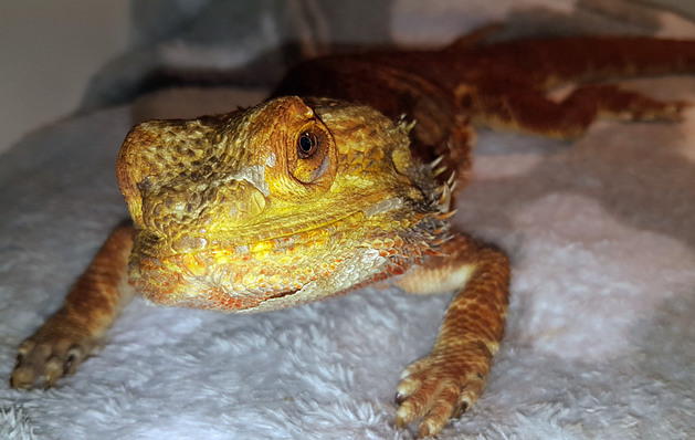 Bearded dragon care beginners