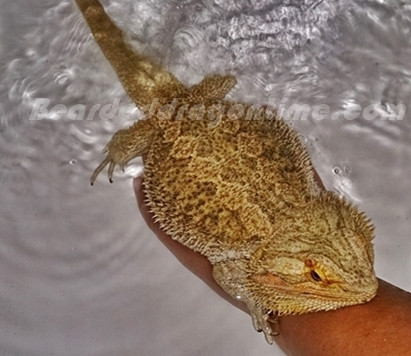 Bearded dragon care beginners