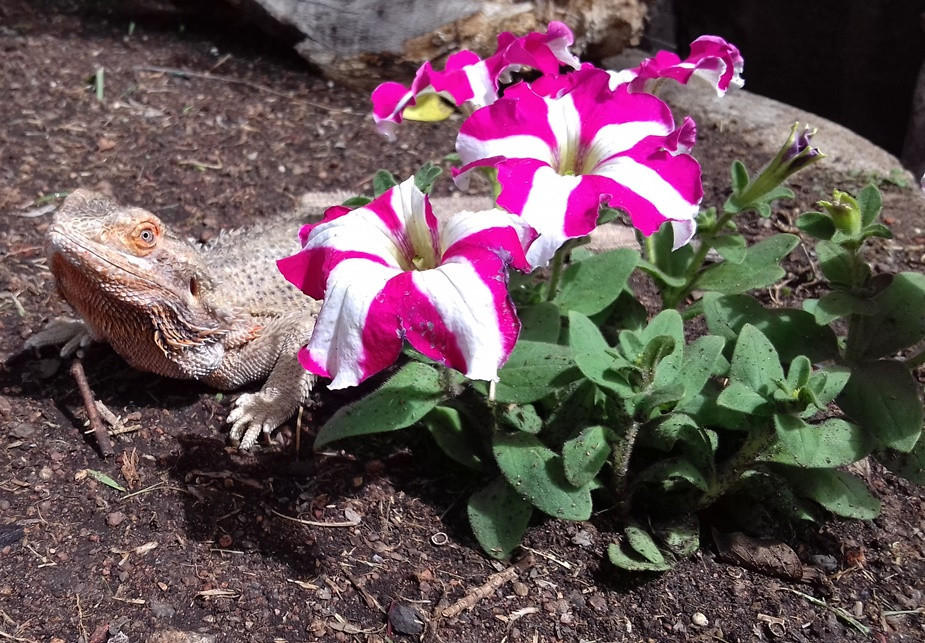 Bearded dragon care beginners