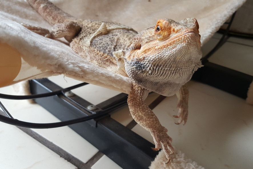 Bearded dragon care for beginners