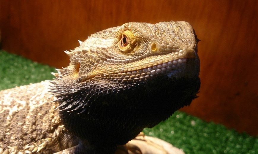 Bearded dragon care guide