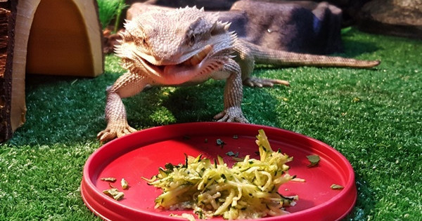 bearded dragon diet