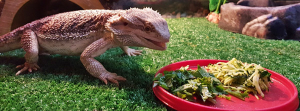 bearded dragon diet