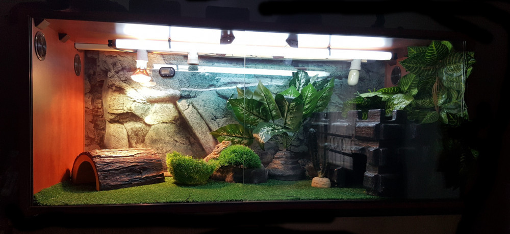 bearded dragon enclosure