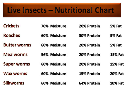 Bearded dragon food list