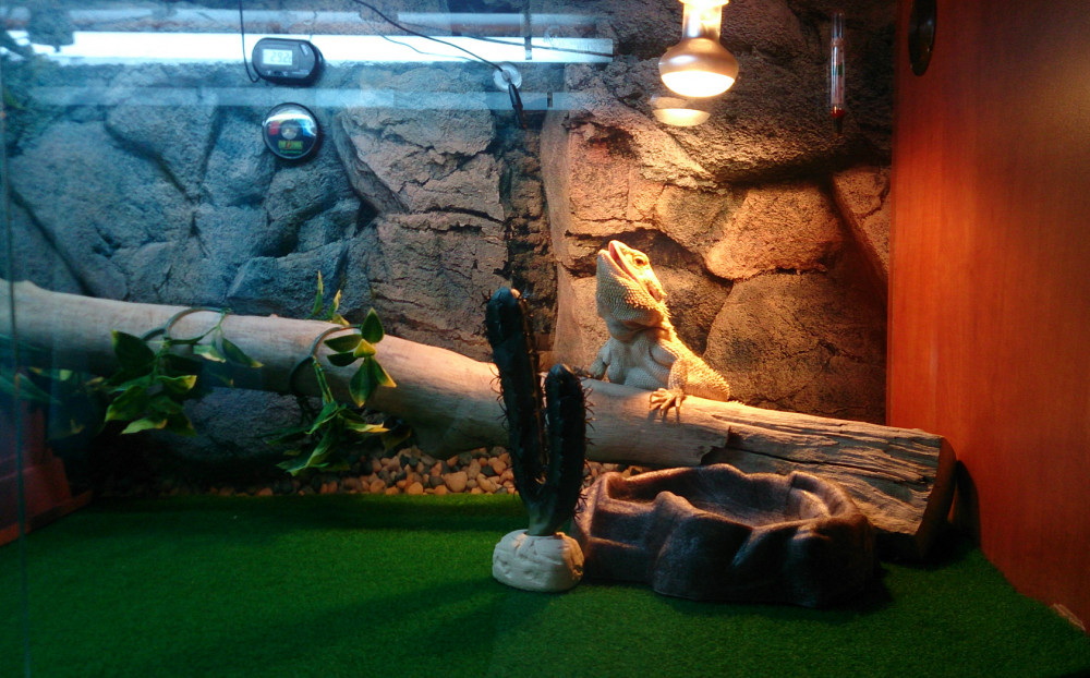 Bearded Dragon Setup - Lighting And Heating - Bearded Dragon Care