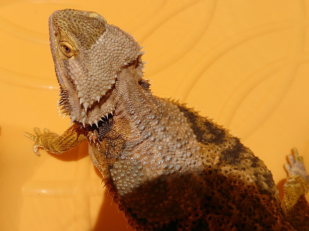 Bearded dragon shedding skin