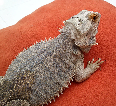 Bearded dragon shedding