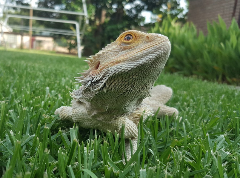 Bearded dragons care