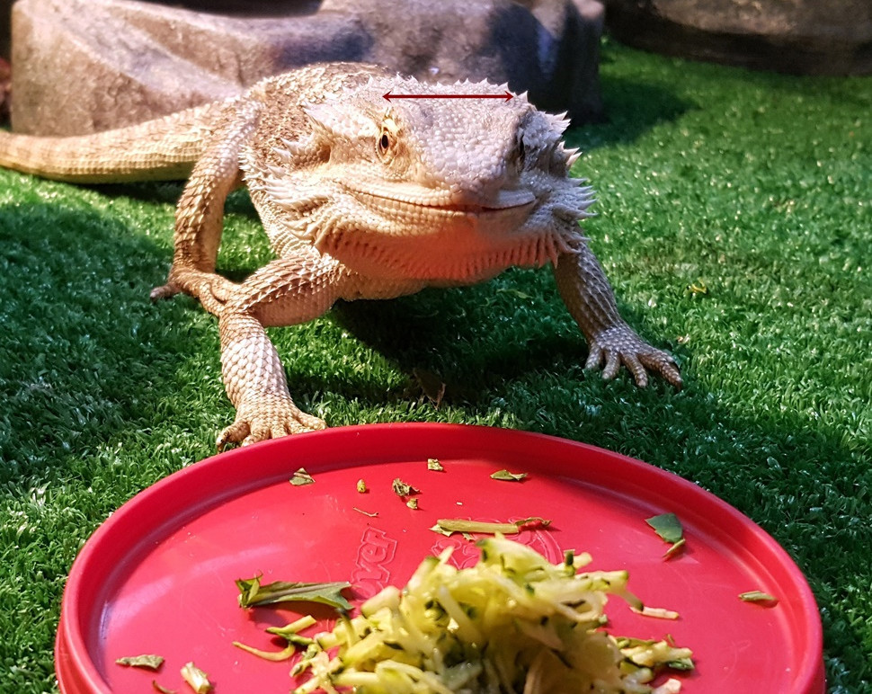 Bearded dragons diet