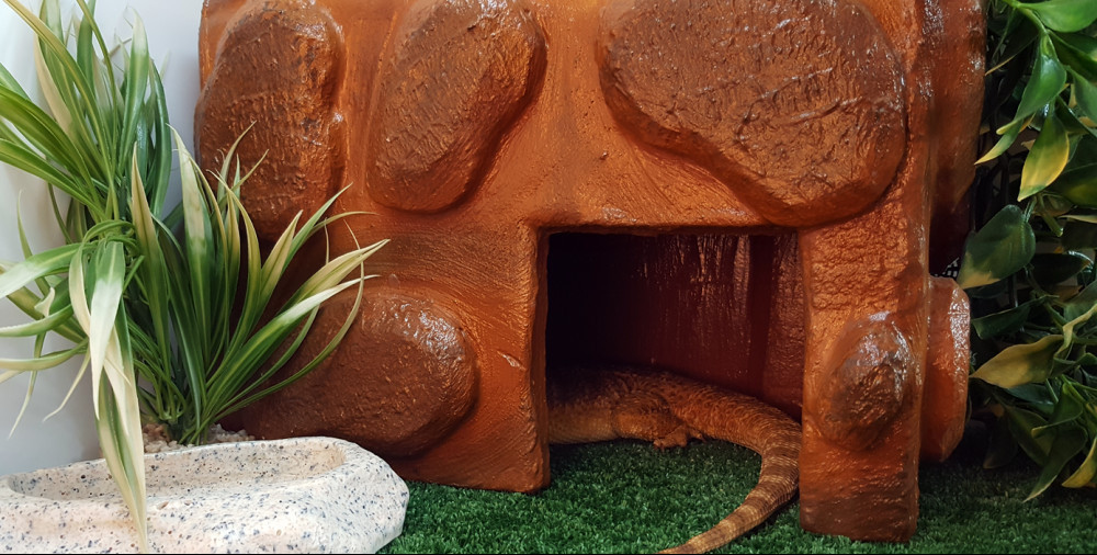 Bearded dragons hibernate