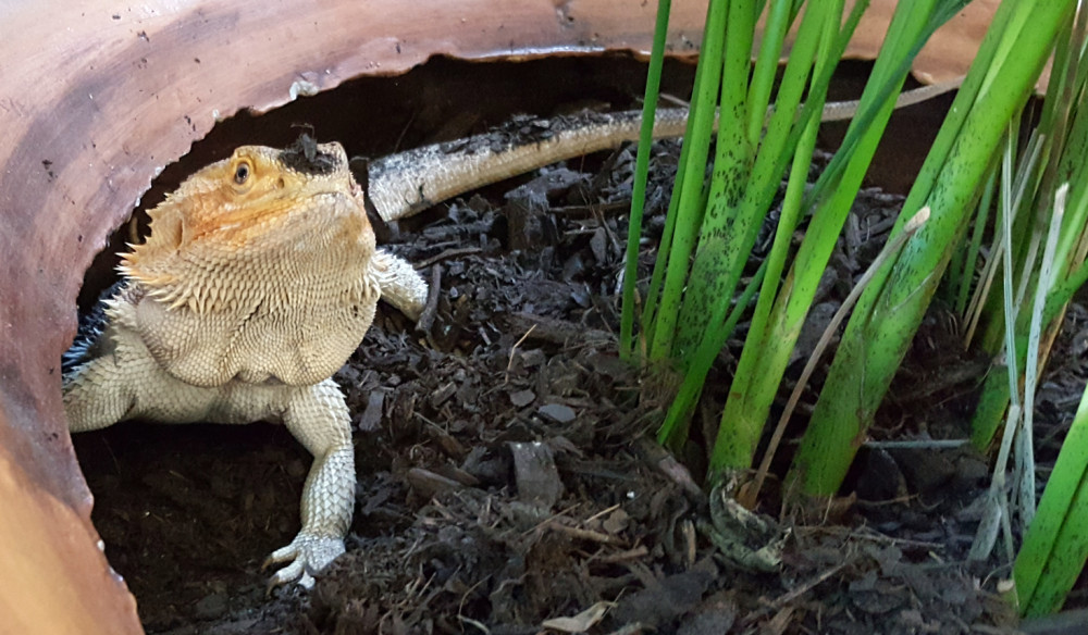 Care bearded dragon