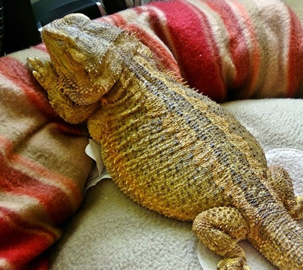 Fat bearded dragon