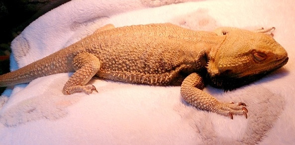 How to care for bearded dragon