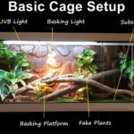 Bearded Dragon Setup – Temperature and Humidity