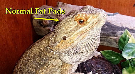 Malnourished bearded dragon