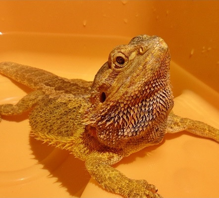 Overweight bearded dragon