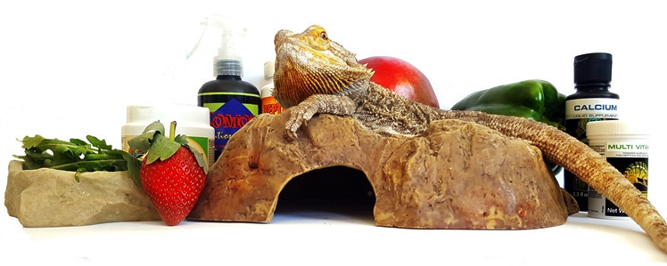 what do bearded dragons eat