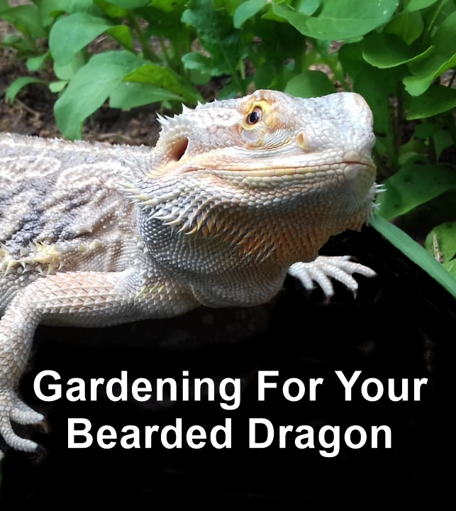 Bearded Dragon Fatty Liver Disease Bearded Dragon Care