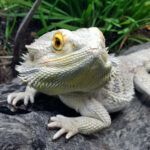 Everything Bearded Dragon