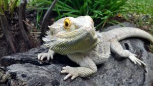 Everything Bearded Dragon