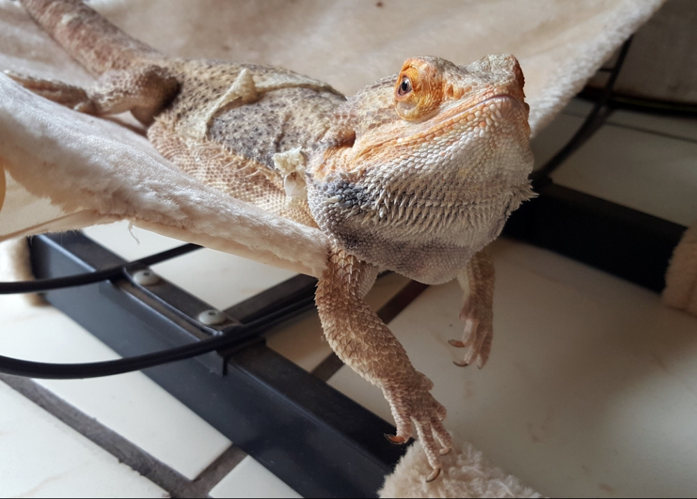 bearded dragon mouth and tail rot