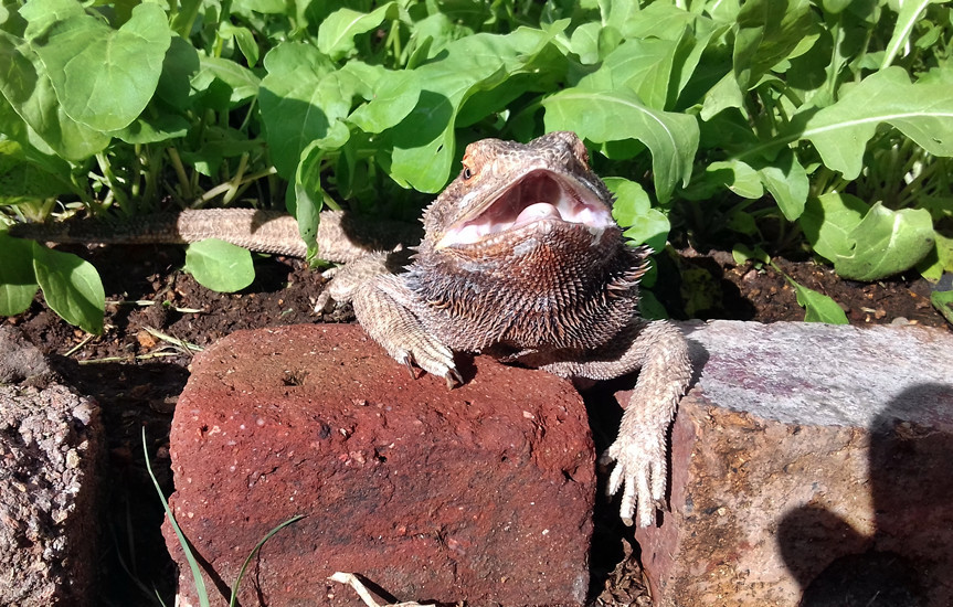 bearded dragon mbd - metabolic bone disease