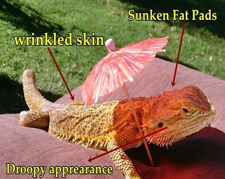 Bearded Dragon Dehydration