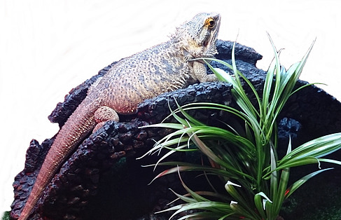 Bearded dragon diseases