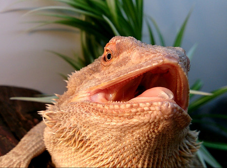 Bearded dragon diseases