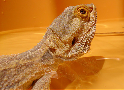 Bearded dragon diseases