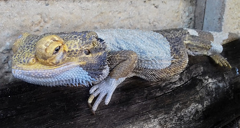 Bearded dragon eye bulging