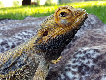 Bearded dragon eye infection