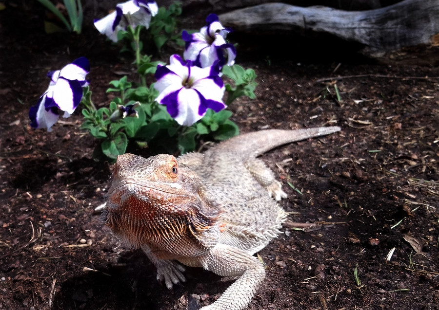 bearded dragon respiratory infection (RI)