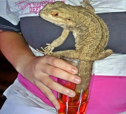 Bearded dragon health care