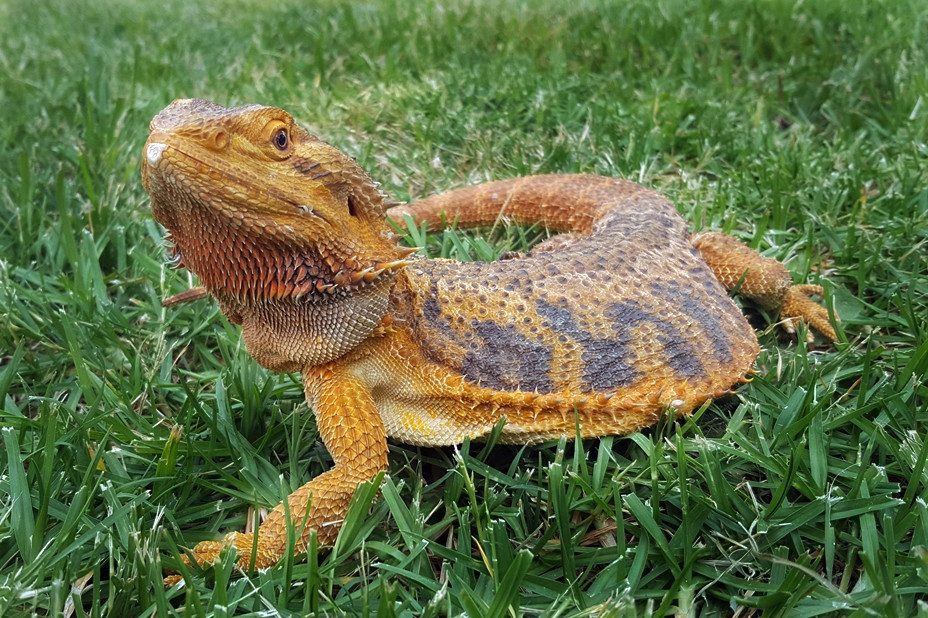 Bearded dragon fatty liver disease