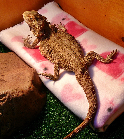 Bearded dragon metabolic bone disease